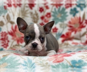Faux Frenchbo Bulldog Puppy for sale in LAKELAND, FL, USA