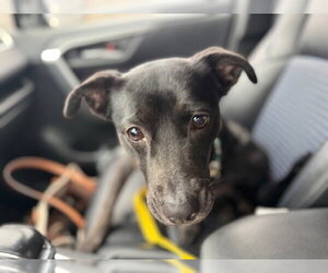 Charlotte - Female Labrador Retriever-Unknown Mix Dog for Adoption - Photo #14