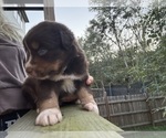 Small #2 Australian Shepherd