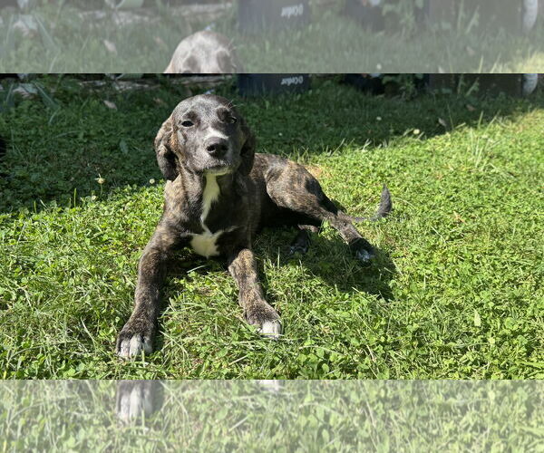 Medium Photo #2 Retriever -Unknown Mix Puppy For Sale in Plainfield, IL, USA