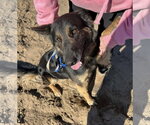 Small #2 German Shepherd Dog Mix
