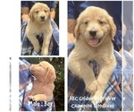 Puppy Bay Golden Retriever