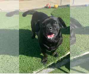 Apollo - Male Pug-Unknown Mix Dog for Adoption - Photo #3