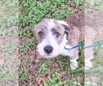 Small Cairn Terrier-Petit Basset Griffon Vendeen Mix