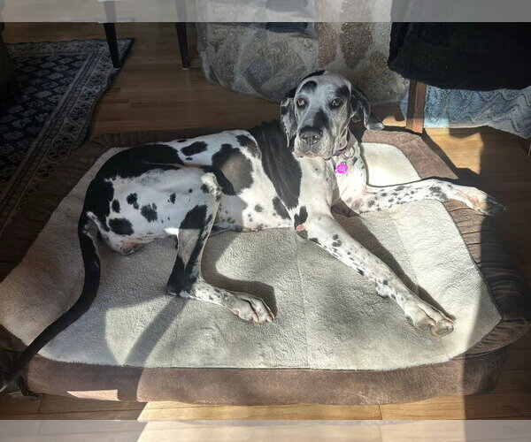 Medium Photo #6 Great Dane Puppy For Sale in St. Louis Park, MN, USA