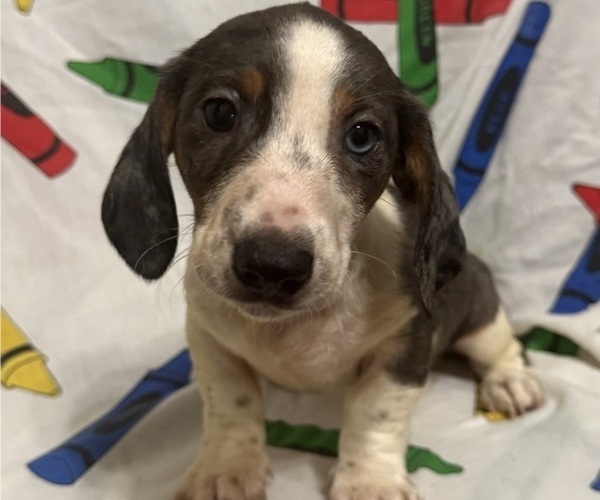 Medium Photo #3 Dachshund Puppy For Sale in LUMBERTON, NC, USA