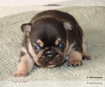 Small #8 French Bulldog