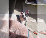 Small #49 American Pit Bull Terrier