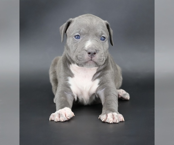 Medium Photo #1 American Bully Puppy For Sale in CHAMPAIGN, IL, USA
