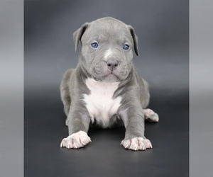 American Bully Puppy for sale in CHAMPAIGN, IL, USA