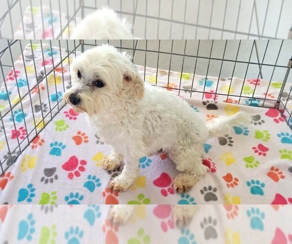 Medium Photo #11 Maltese Puppy For Sale in ORO VALLEY, AZ, USA