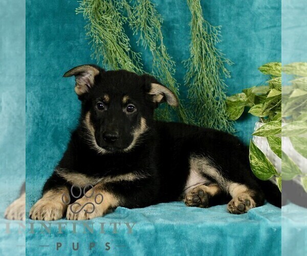 Medium Photo #3 German Shepherd Dog Puppy For Sale in PARADISE, PA, USA