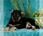 Small #2 German Shepherd Dog
