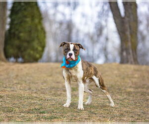 Boxer-Unknown Mix Dogs for adoption in Unionville, PA, USA
