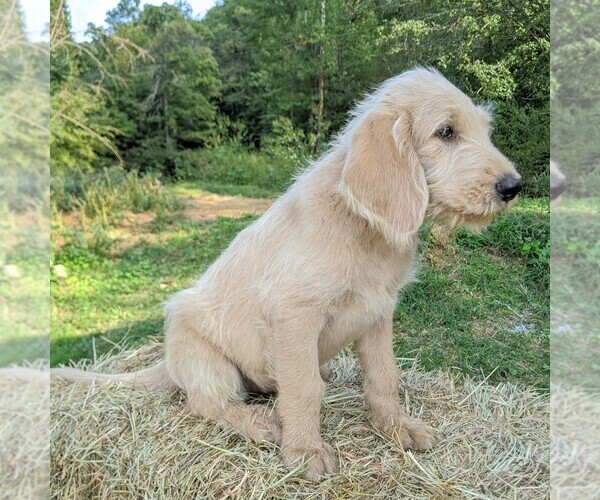Medium Photo #4 Labradoodle-Poodle (Standard) Mix Puppy For Sale in LINDEN, TN, USA