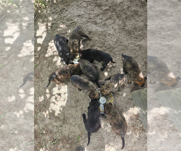 Medium Photo #1 Dutch Shepherd Dog Puppy For Sale in HURTSBORO, AL, USA