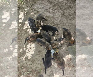 Dutch Shepherd Dog Puppy for sale in HURTSBORO, AL, USA
