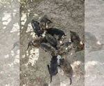 Small Dutch Shepherd Dog