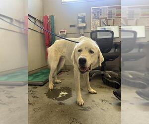 Great Pyrenees Dogs for adoption in Camarillo, CA, USA