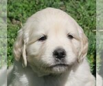 Small Photo #8 English Cream Golden Retriever Puppy For Sale in PARTRIDGE, KS, USA