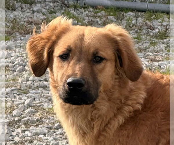 Medium Photo #1 Retriever -Unknown Mix Puppy For Sale in Winter Park, CO, USA