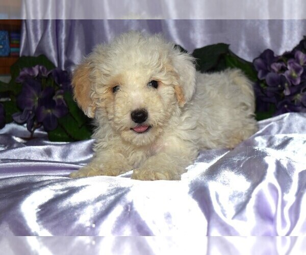 Full screen Photo #1 Maltipoo Puppy For Sale in BARNESVILLE, KS, USA