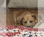 Small #4 Black Mouth Cur Mix
