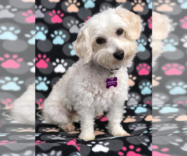 Medium Photo #2 Maltese-Unknown Mix Puppy For Sale in Corona, CA, USA
