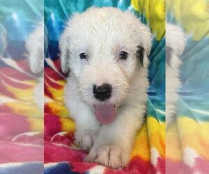 Old English Sheepdog Puppy for sale in WAKE FOREST, NC, USA