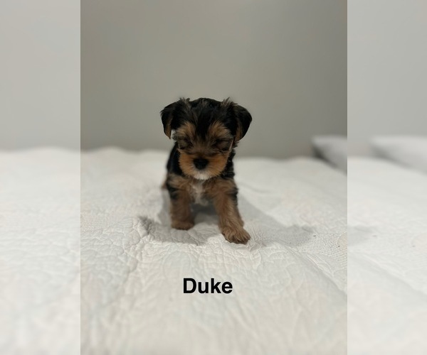 Medium Photo #5 YorkiePoo Puppy For Sale in COVINA, CA, USA