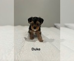 Small Photo #5 YorkiePoo Puppy For Sale in COVINA, CA, USA