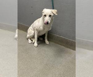 Labrador Retriever-Unknown Mix Dogs for adoption in Las Vegas, NV, USA