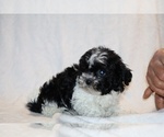 Small #3 ShihPoo
