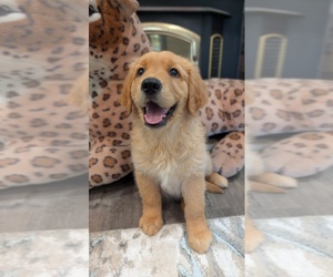 Golden Retriever Puppy for sale in SACRAMENTO, CA, USA