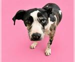 Small #1 Catahoula Leopard Dog Mix