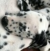 Small Photo #4 Dalmatian Puppy For Sale in LEMON GROVE, CA, USA