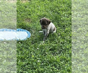 German Shorthaired Pointer Puppy for sale in ALGONAC, MI, USA