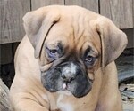 Small Photo #3 Boxer Puppy For Sale in EAST LONGMEADOW, MA, USA