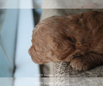 Small Photo #33 Goldendoodle Puppy For Sale in DENISON, TX, USA