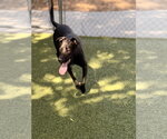 Small Labrador Retriever Mix