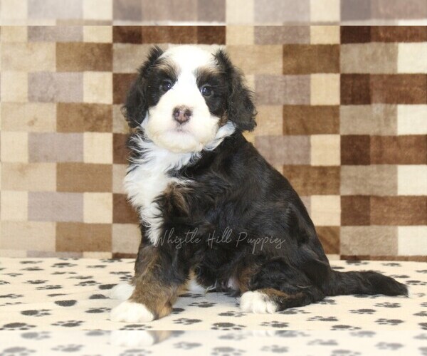 Medium Photo #4 Bernedoodle (Miniature) Puppy For Sale in DENVER, PA, USA