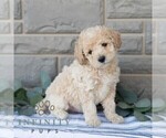 Small #1 Poochon