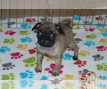 Small Photo #4 Pug Puppy For Sale in ORO VALLEY, AZ, USA