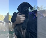 Small #3 German Shorthaired Lab