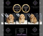 Small #8 Maltipoo