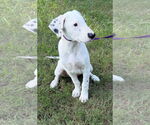 Small #2 Labrador Retriever Mix