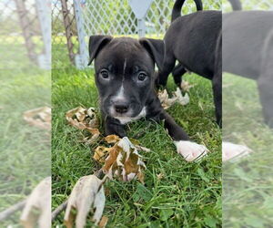 American Pit Bull Terrier-Labrador Retriever Mix Dogs for adoption in Plainfield, IL, USA