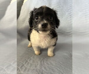 Chihuahua-Unknown Mix Dogs for adoption in San Diego , CA, USA