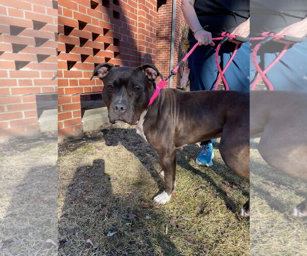 Medium Photo #8 American Pit Bull Terrier Puppy For Sale in Techny, IL, USA