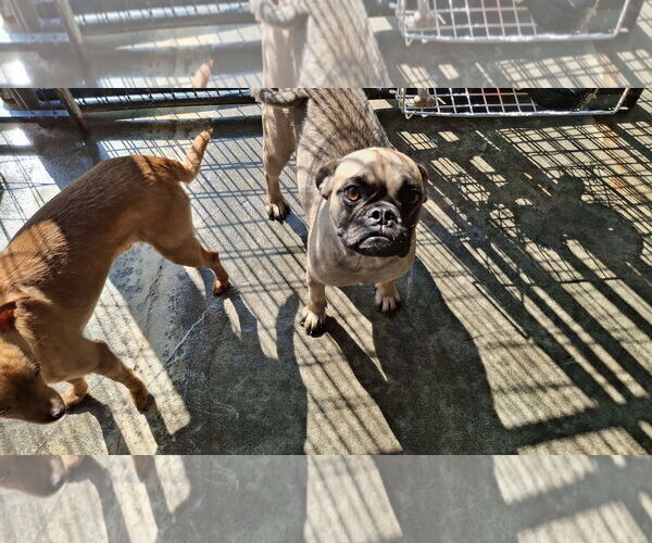 Medium Photo #8 Pug Puppy For Sale in Sebec, ME, USA